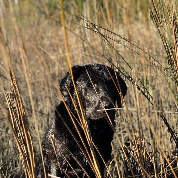 Meet your Posher, Fisher - Picture 1 of 1